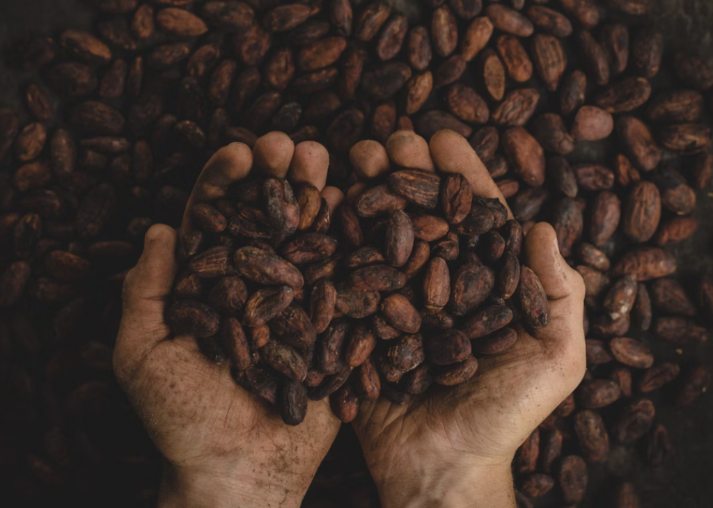 Cacao