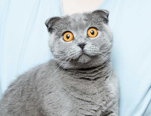 20 palabras en alemán que no tienen traducción