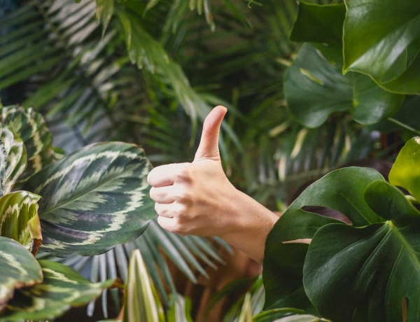 5 cumplidos en alemán