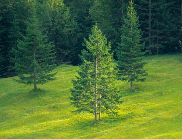 10 palabras de dialectos alemanes