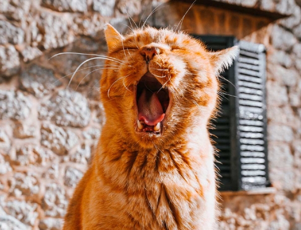 5 expresiones en alemán para decir que estás cansado