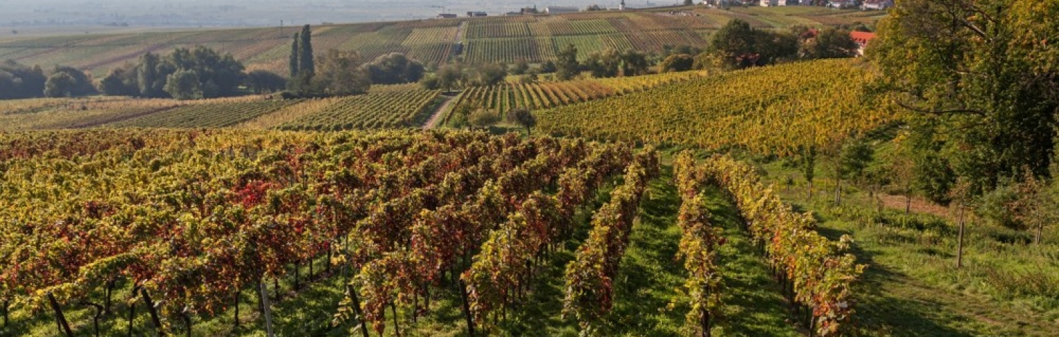 pfalz-weinstrasse pfalz-weinstrasse